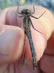 Leucorrhinia frigida