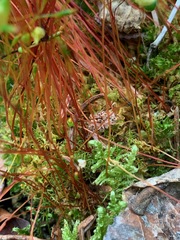 Splachnum luteum