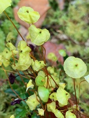 Splachnum luteum