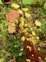 Splachnum luteum