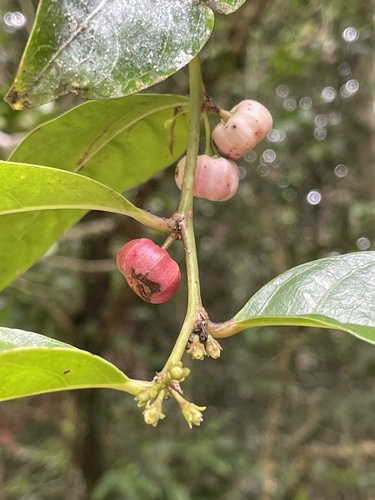 Glochidion harveyanum, 2024-12-14