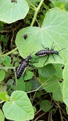 Pseudomeloe miniaceomaculatus