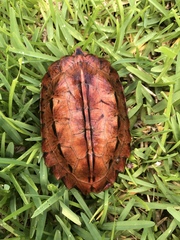 Ryukyu Black-Breasted Leaf Turtle photo 4