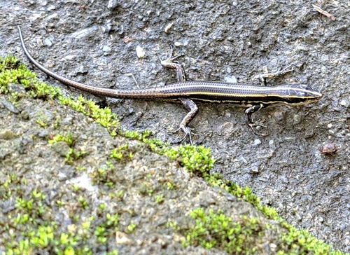 Emoia caeruleocauda observed 2024-12-14