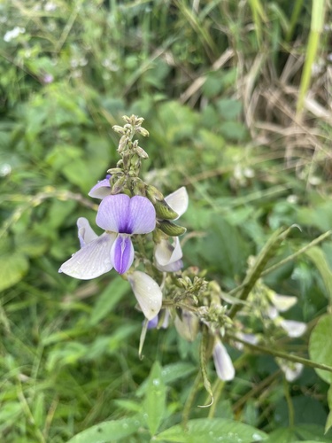 Neustanthus phaseoloides observed 2024-12-11
