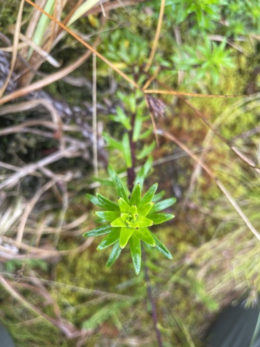 Dubautia scabra observed 2024-11-20