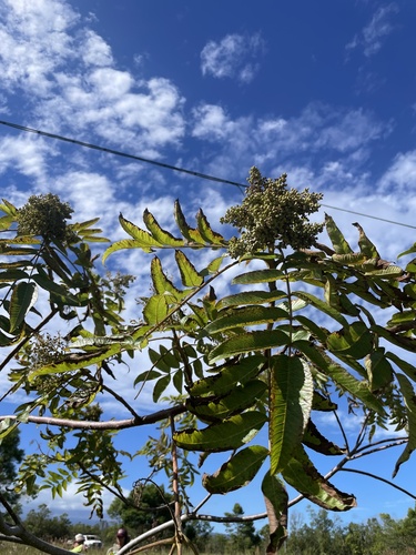 Rhus sandwicensis observed 2024-11-19