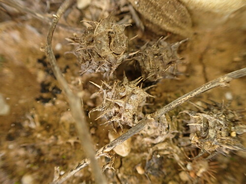 Image of Medicago truncatula by (c) Franck Cabot, some rights reserved (CC BY)