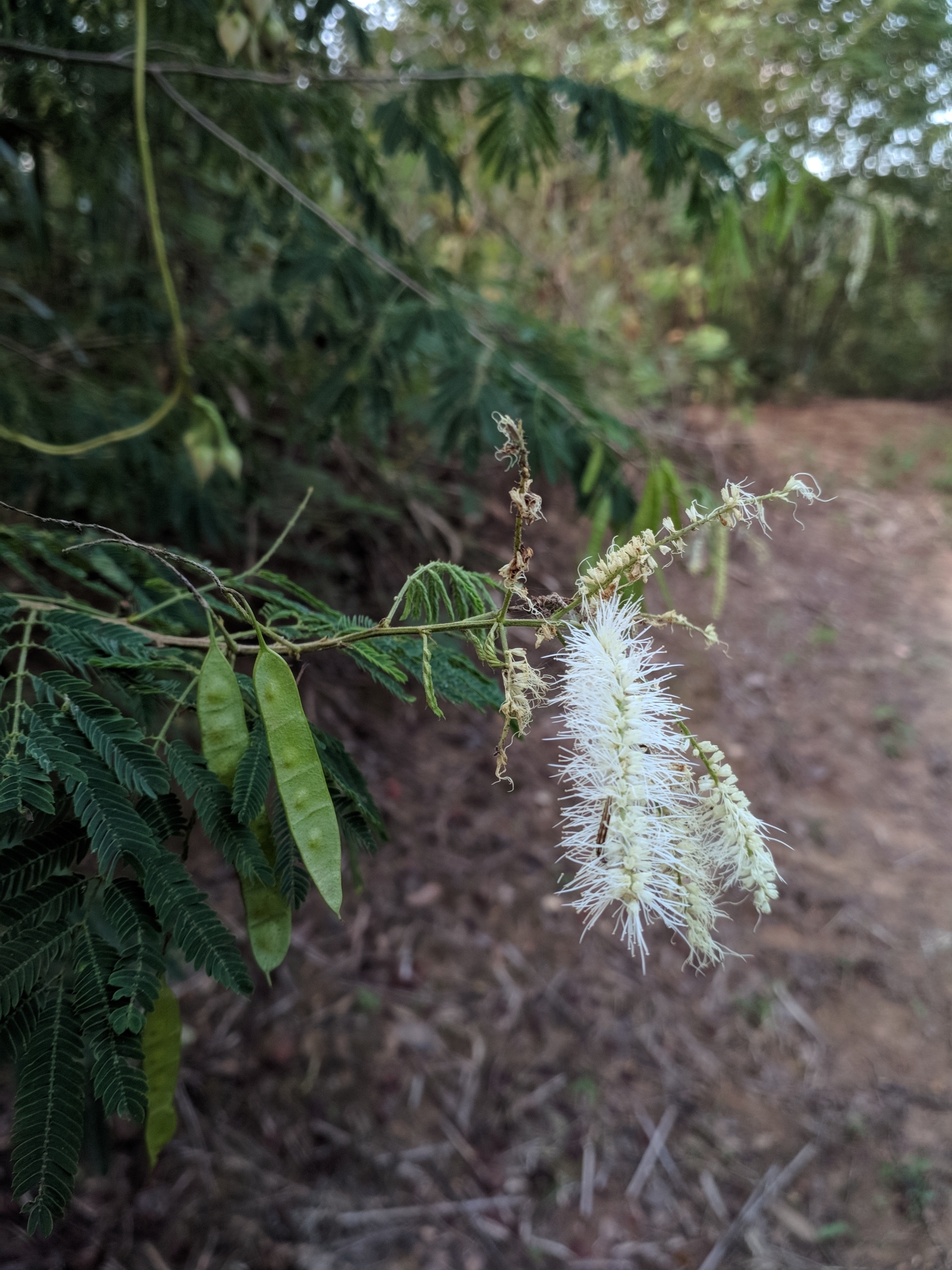 Mimosa arenosa