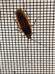 Shelfordella lateralis