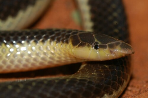 Slender Quill-snouted Snake