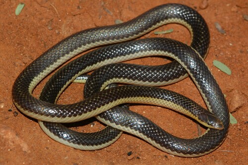 Slender Quill-snouted Snake