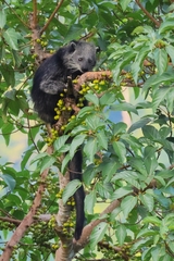 Binturong photo 5