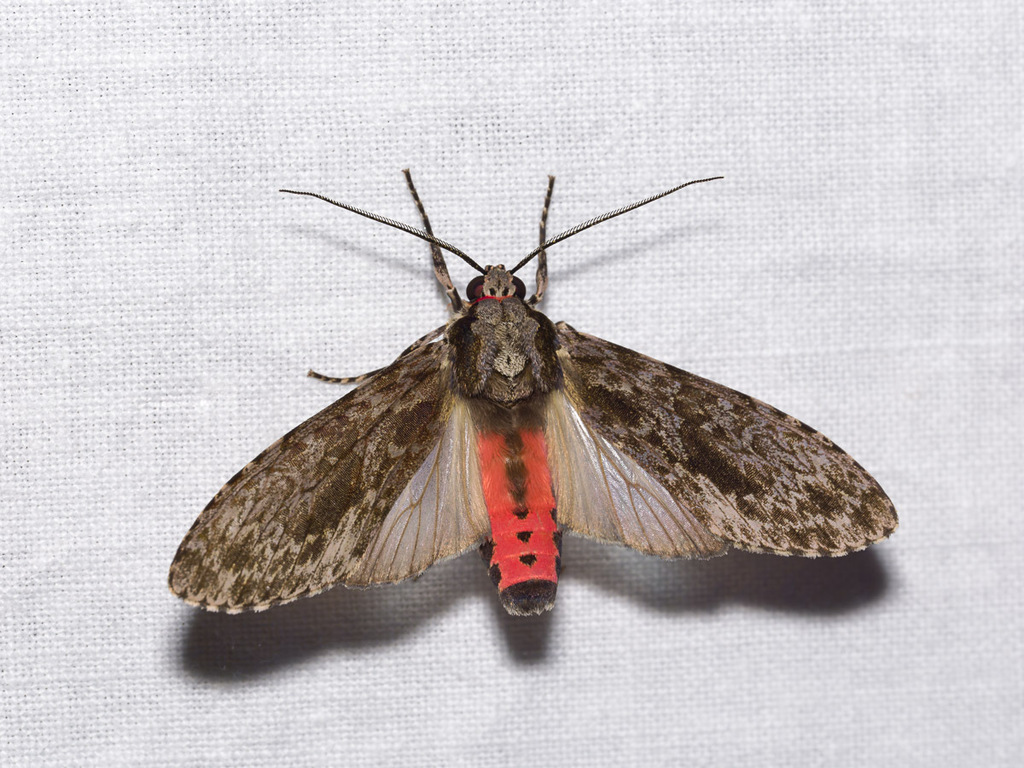 Eucereon myrtusa