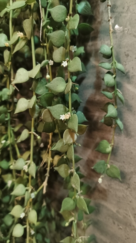 Dischidia ruscifolia iNat (2)