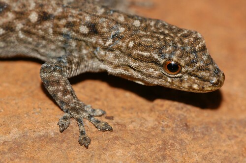Waterberg Dwarf Gecko, Lygodactylus waterbergensis