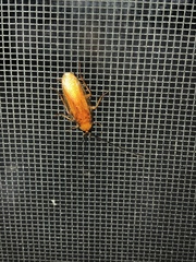 Shelfordella lateralis