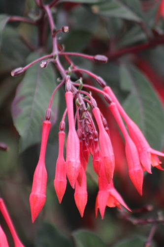 Image of Fuchsia triphylla by (c) GERMAN LEONEL SARMIENTO CRUZ, some rights reserved (CC BY)