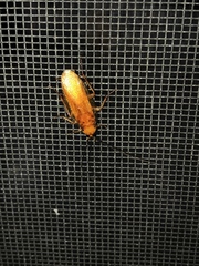 Shelfordella lateralis