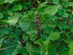 Aeshna canadensis
