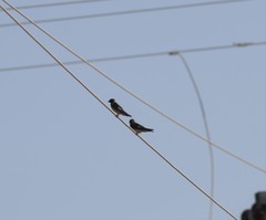 Petrochelidon pyrrhonota