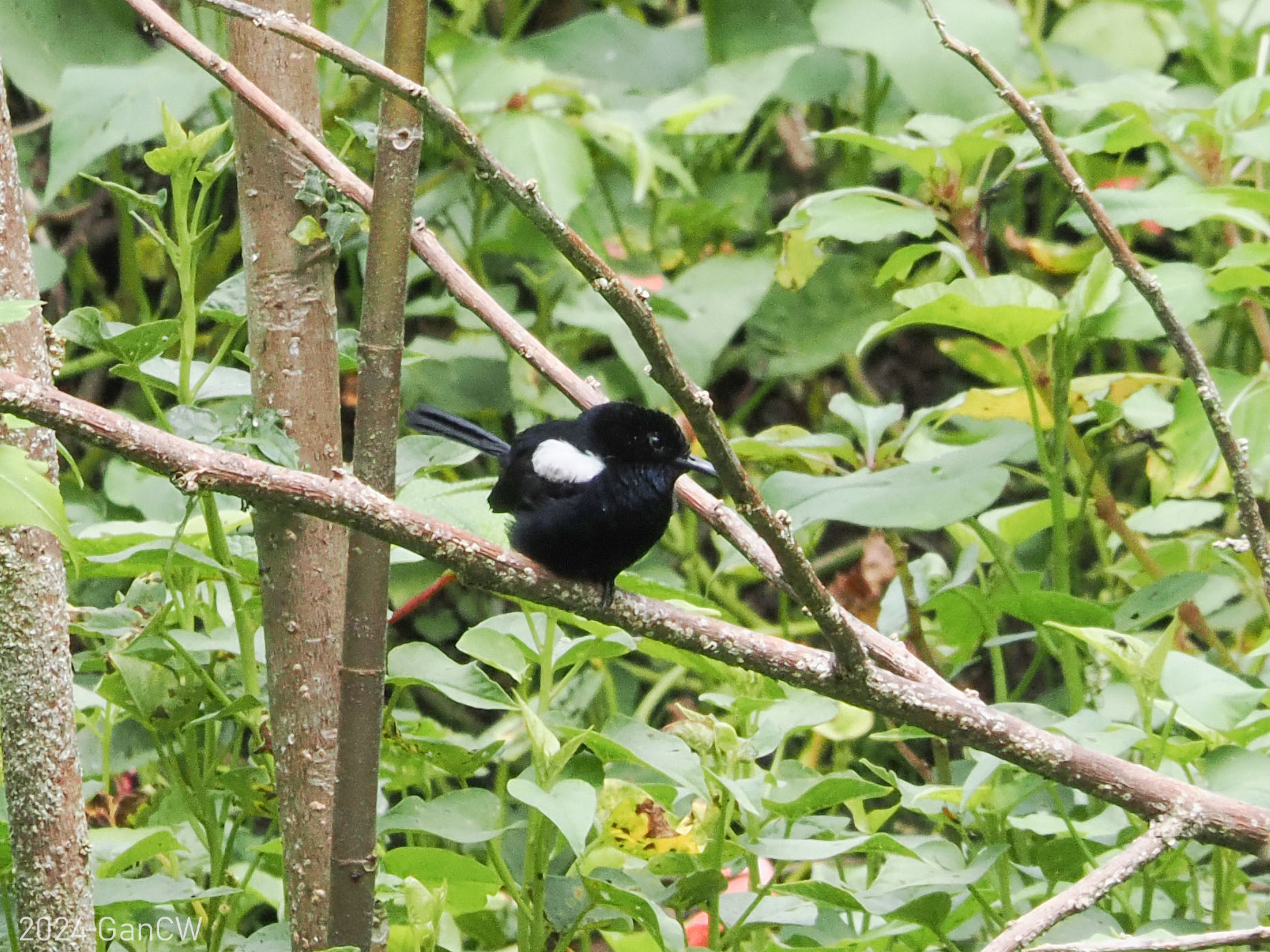 White-shouldered Fairywren (Malurus alboscapulatus), photo 9
