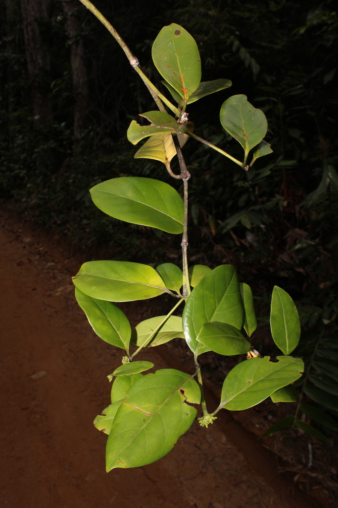 Salzmannia arborea