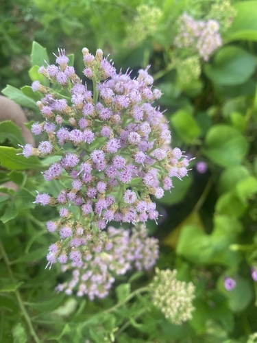 Pluchea indica observed 2024-12-14