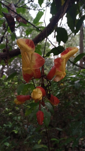 Image of Thunbergia mysorensis by (c) R K, some rights reserved (CC BY)