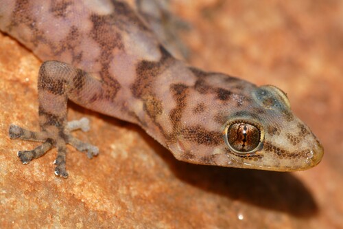Waterberg Rock Gecko, Afroedura waterbergensis