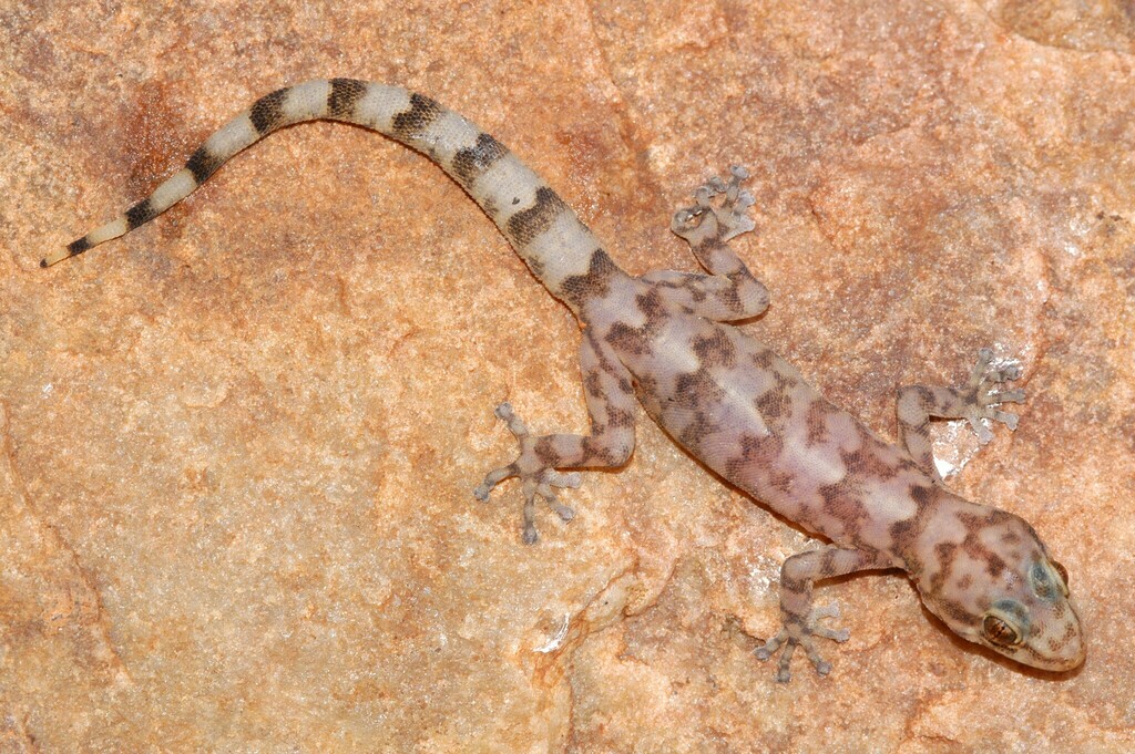 Waterberg Rock Gecko
