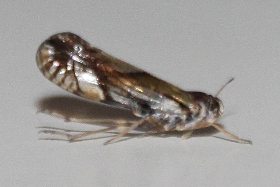 Brixia insularis