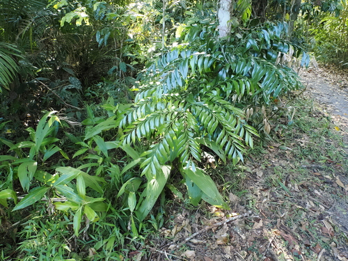 Image of Bowenia spectabilis by (c) Lucas Christofides, some rights reserved (CC BY)