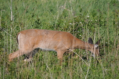 Odocoileus virginianus