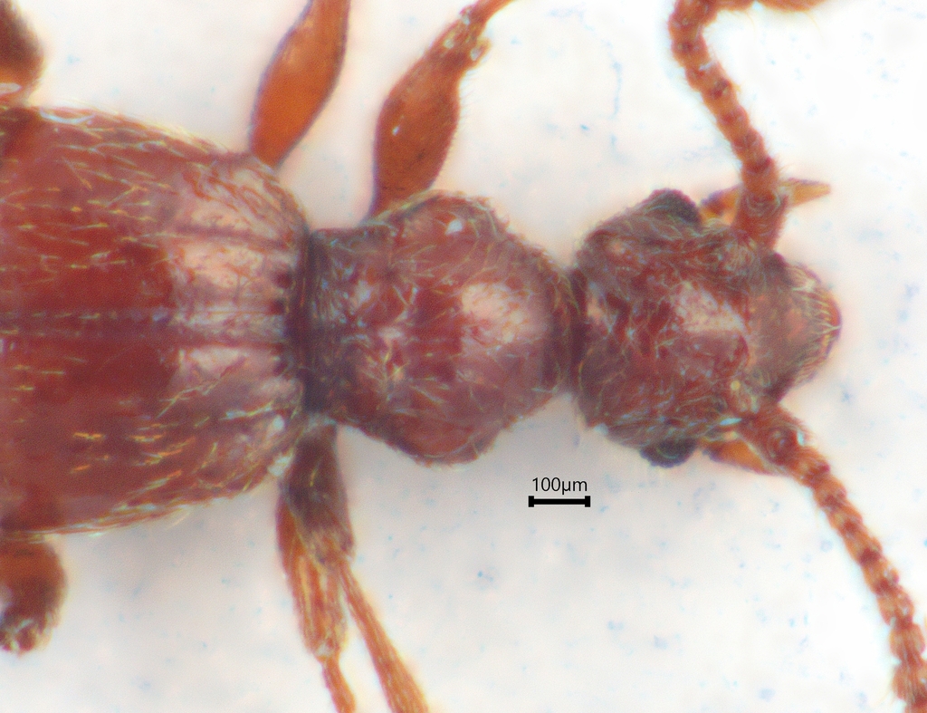 Batrisodes adnexus