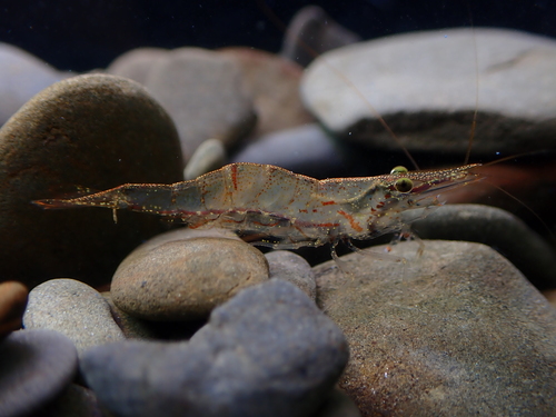 Caridina leucosticta