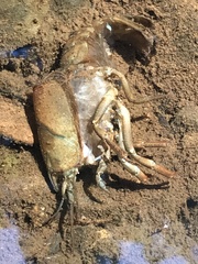 Pacifastacus leniusculus