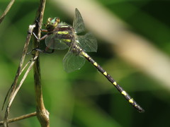 Cordulegaster bilineata