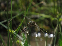 Cordulegaster bilineata