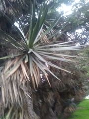 Yucca filifera