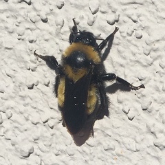 Bombus sonorus