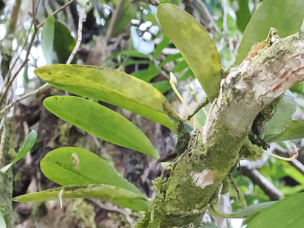 Bulbophyllum baileyi