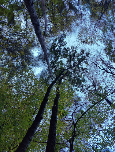 Image of Quercus variabilis by (c) Lewis, some rights reserved (CC BY-SA)