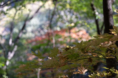Image of Acer pseudosieboldianum by (c) Lewis, some rights reserved (CC BY-SA)