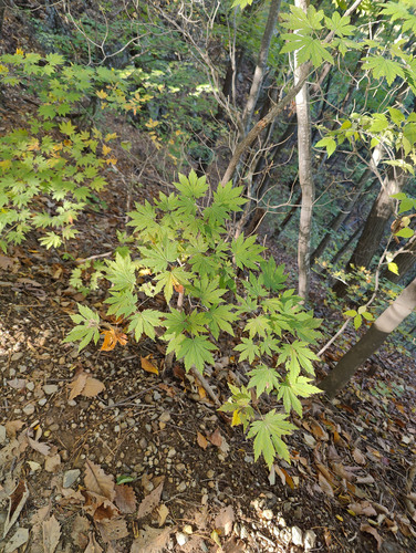 Image of Acer pseudosieboldianum by (c) Lewis, some rights reserved (CC BY-SA)