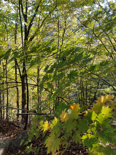 Image of Acer pseudosieboldianum by (c) Lewis, some rights reserved (CC BY-SA)