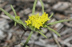 Orochaenactis thysanocarpha