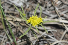 Orochaenactis thysanocarpha