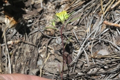 Orochaenactis thysanocarpha