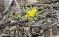 Orochaenactis thysanocarpha